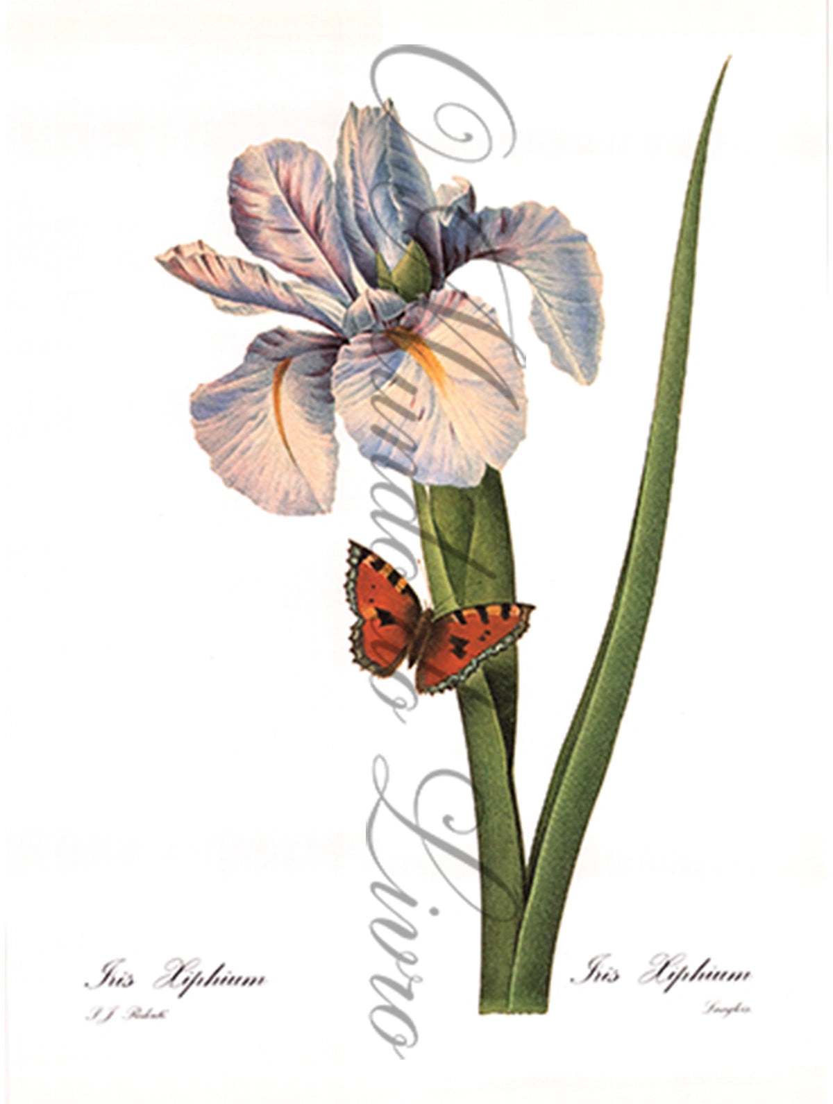 Reprodução de uma Gravura de Flores | Iris Xiphium | P. J Redouté
