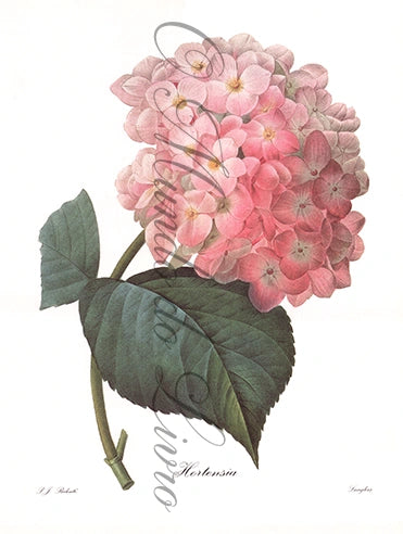 Reprodução de uma Gravura de Flores | Hortensia | P. J Redouté
