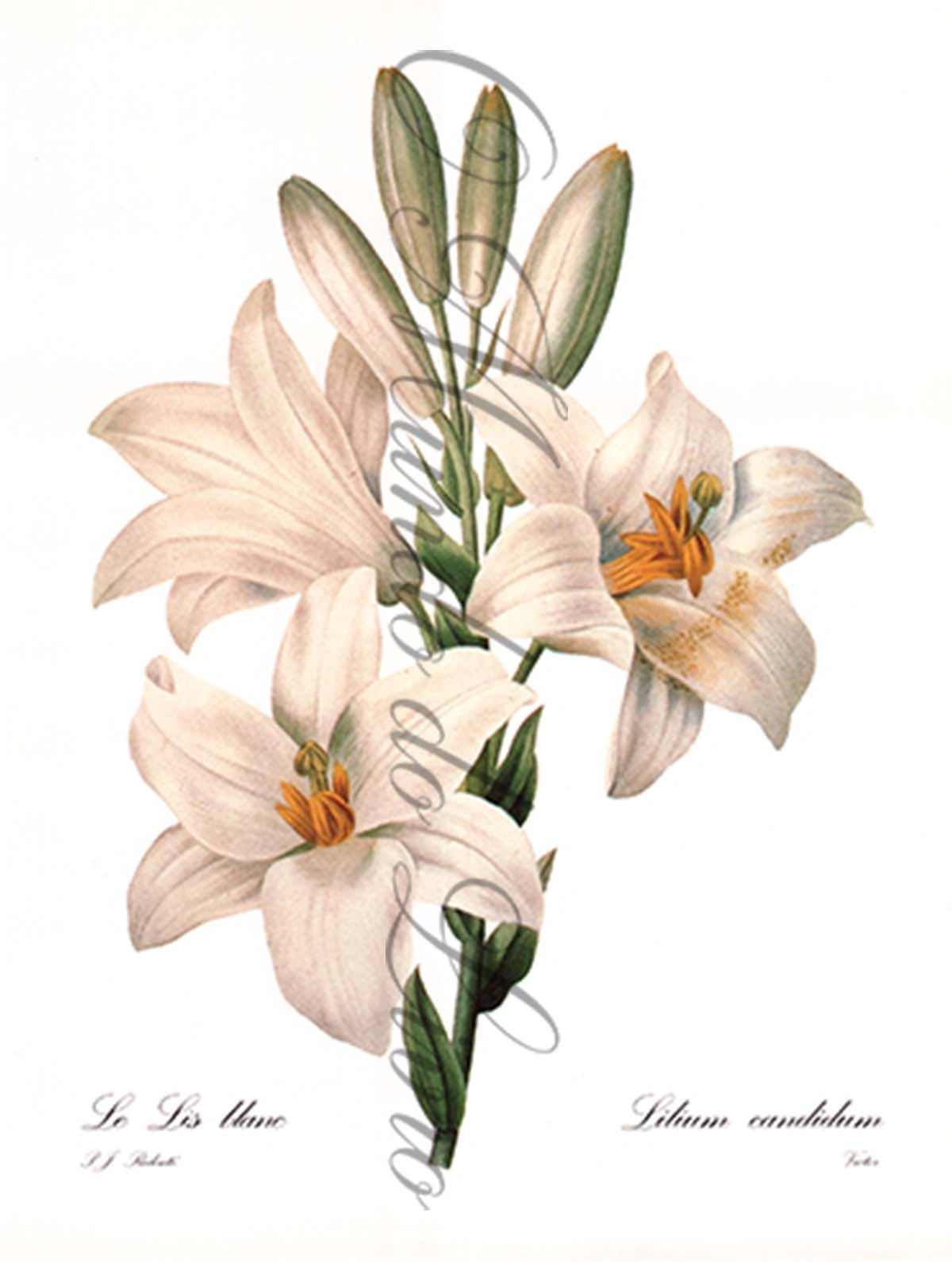 Reprodução de uma Gravura de Flores | Lilium Blanc | P. J Redouté