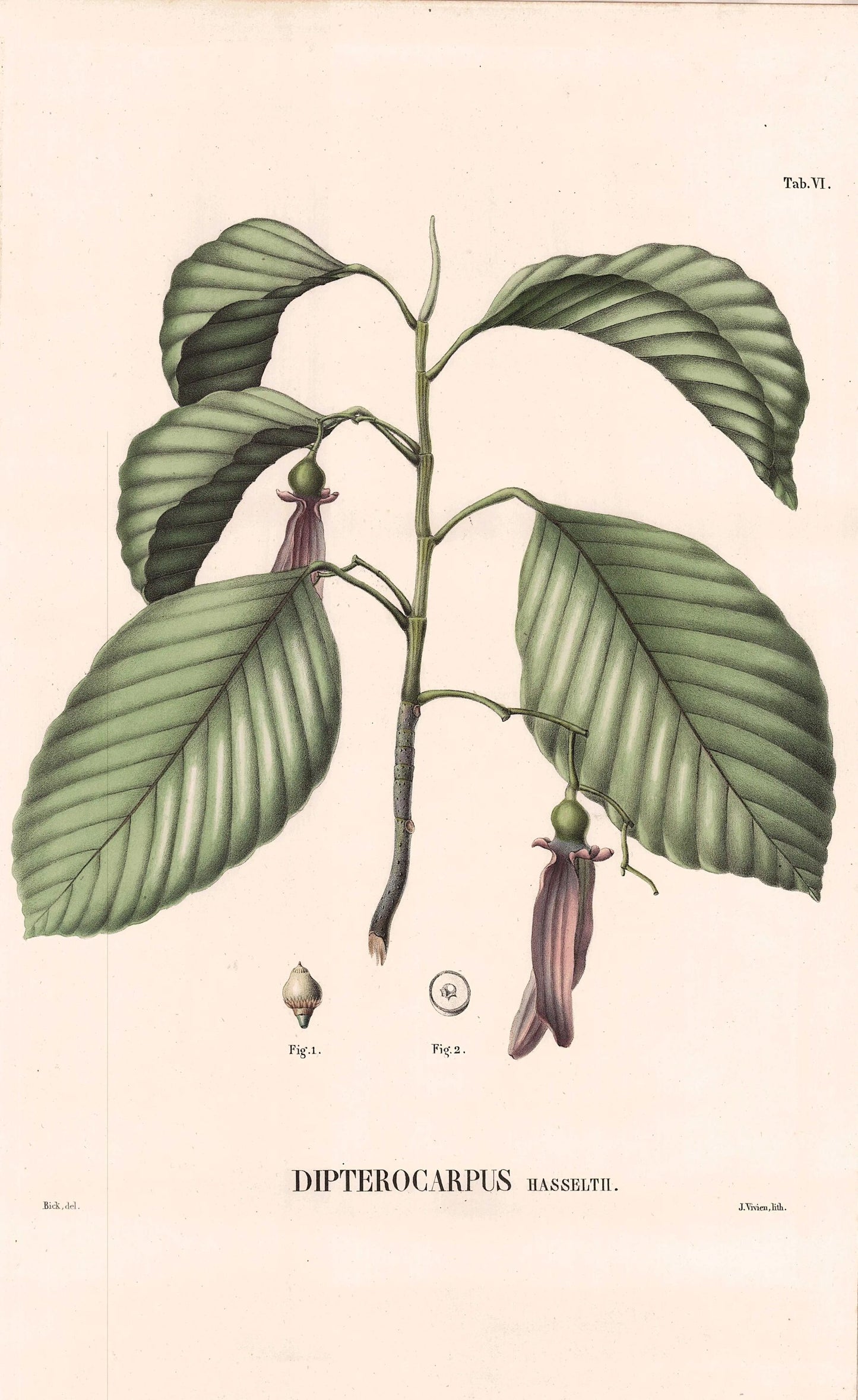 Coleção de gravuras- Plantas, Flores e Frutos VI