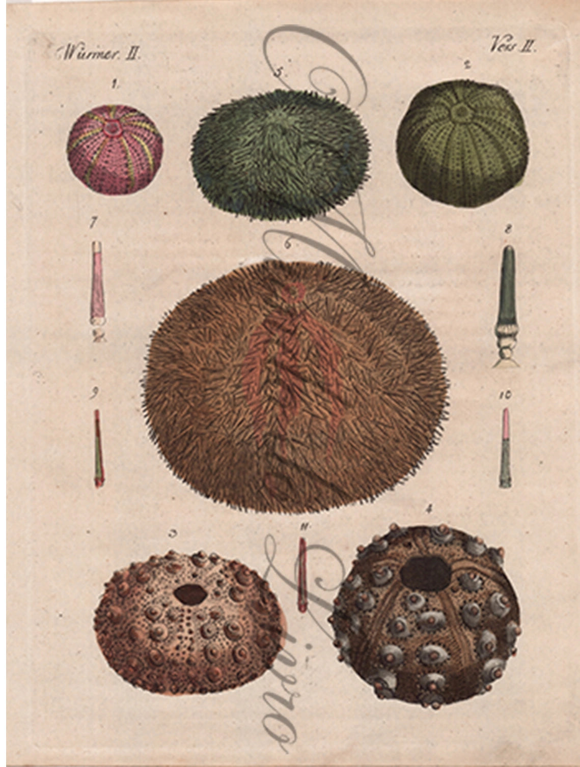 Engraving of Fish and Marine Animals - Sea Urchins | Friedrich Bertuch (1805)