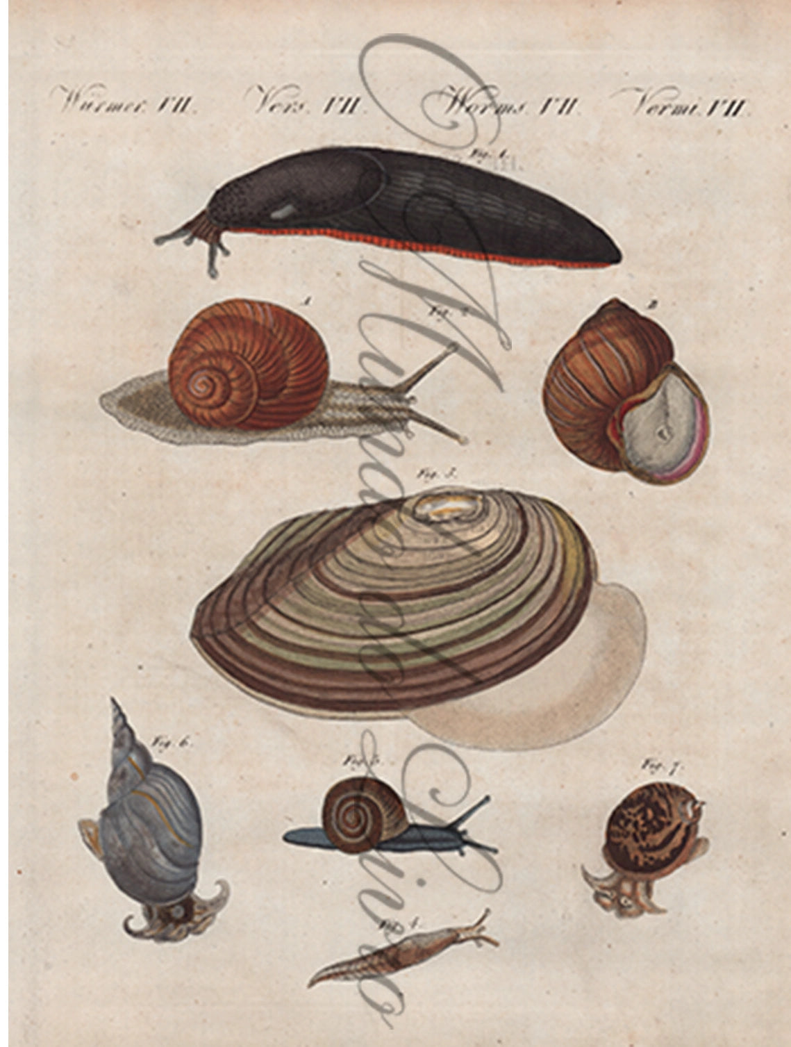 Gravura de Peixes e Marinhas - Limaçons D'Allmagne | Friedrich Bertuch (1805)