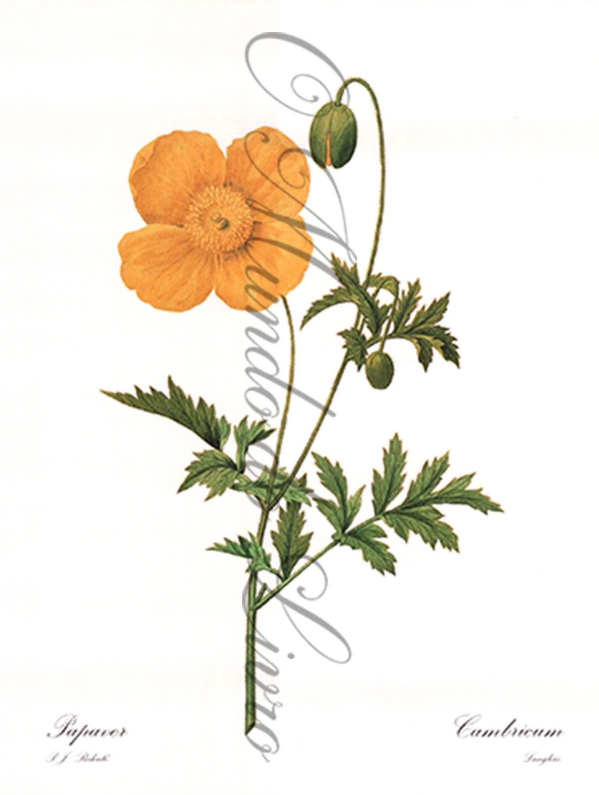 Reprodução de uma Gravura de Flores| Cambricum | P. J Redouté