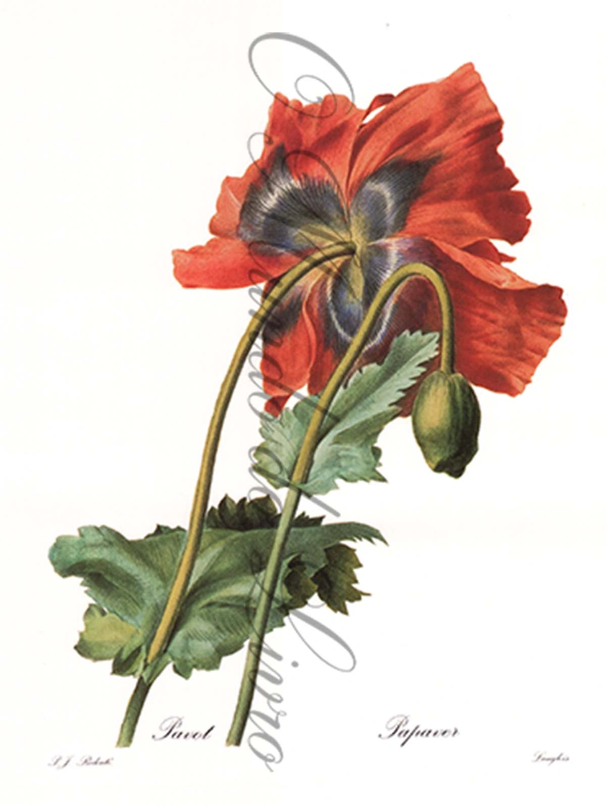 Reprodução de uma Gravura de Flores | Papaver | P. J Redouté