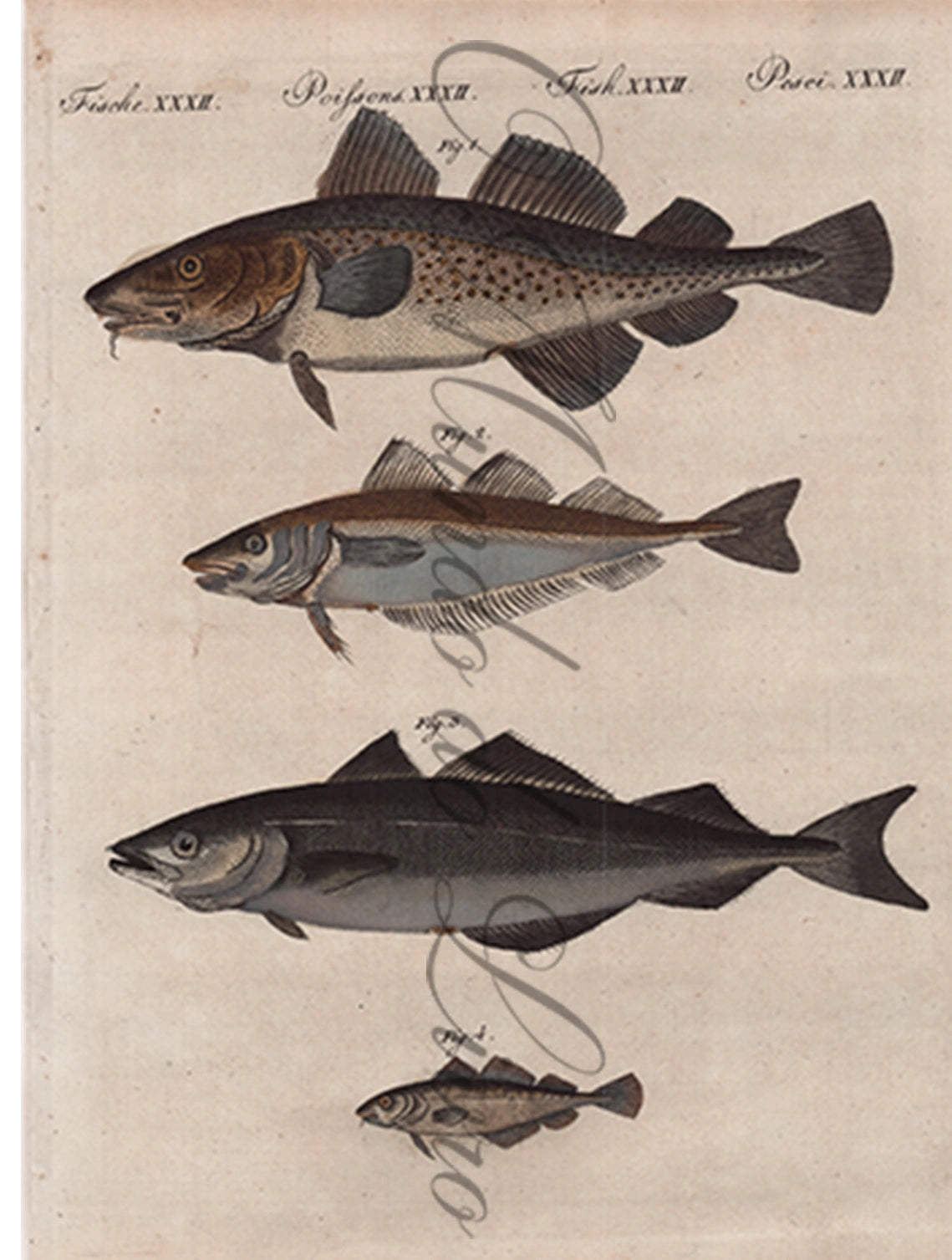 Engraving of Fish and Marine Life - Gades | Friedrich Bertuch (1805)