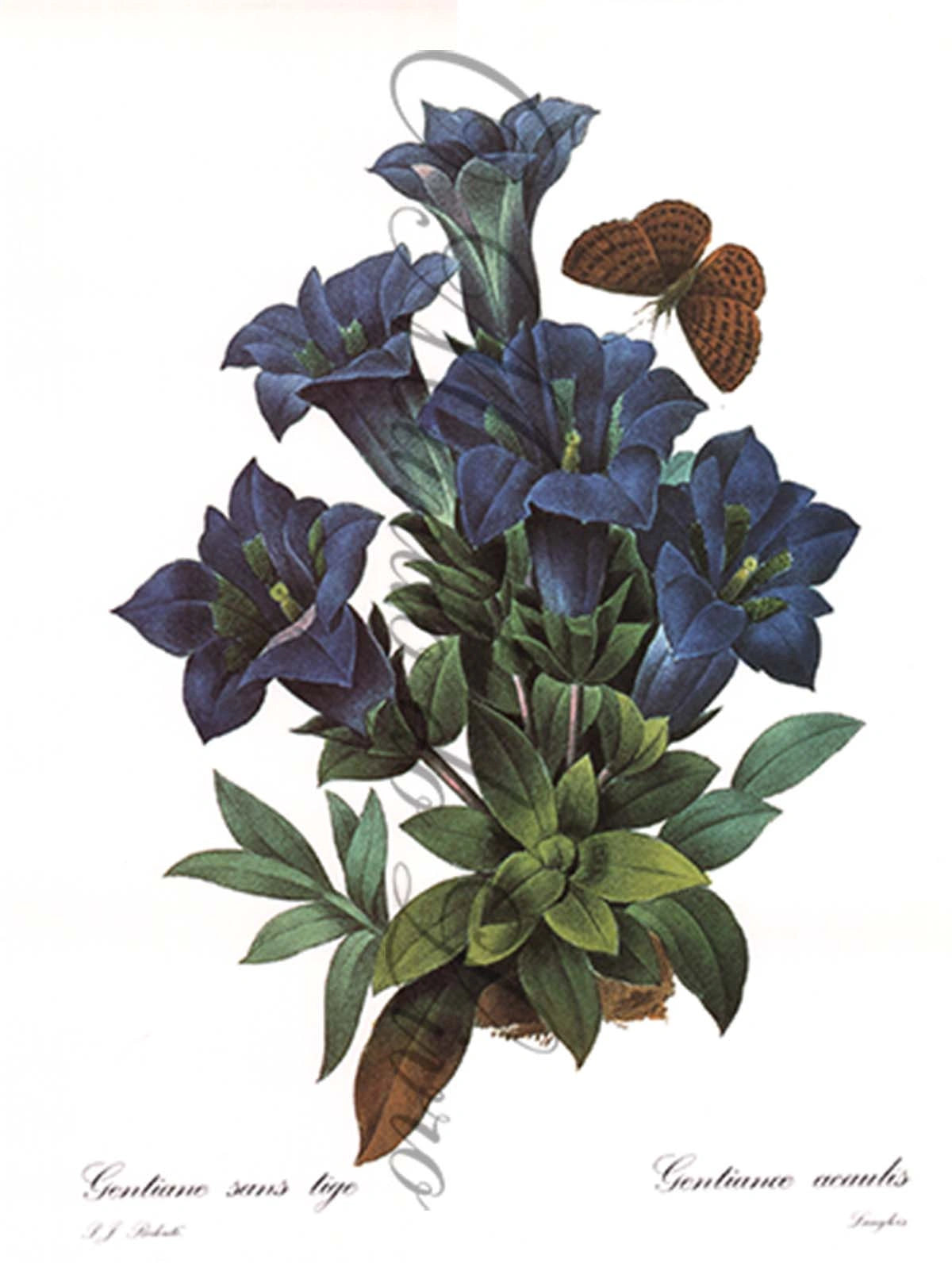 Reprodução de uma Gravura de Flores | Gentianose | P. J Redouté
