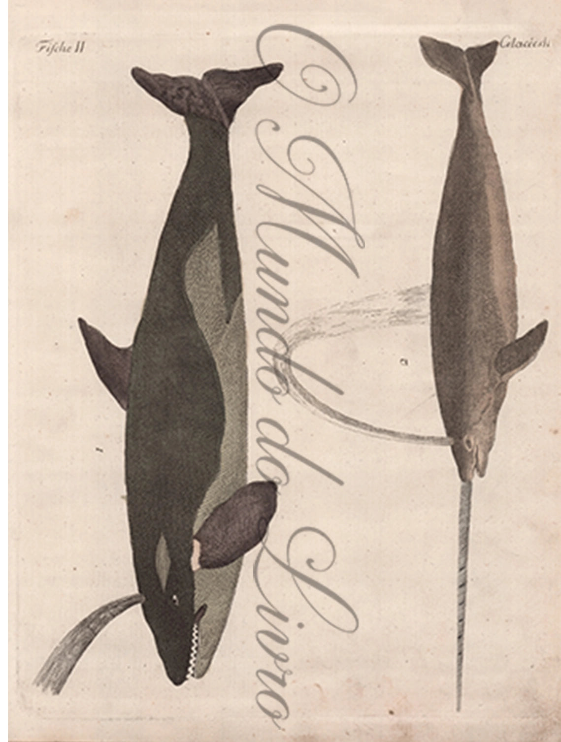 Gravura de Peixes e Marinhas - Cetacées | Friedrich Bertuch (1805)