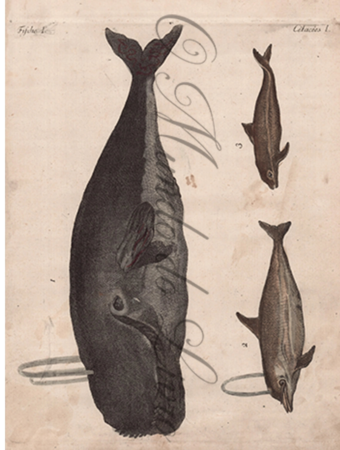Gravura de Peixes e Marinhas - Trois Espèces de Baleines | Friedrich Bertuch (1805)