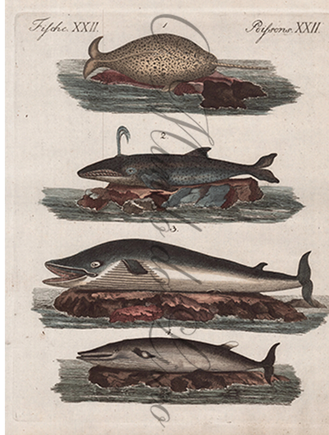 Gravura de Peixes e Marinhas - Especes de Baleines | Friedrich Bertuch (1805)