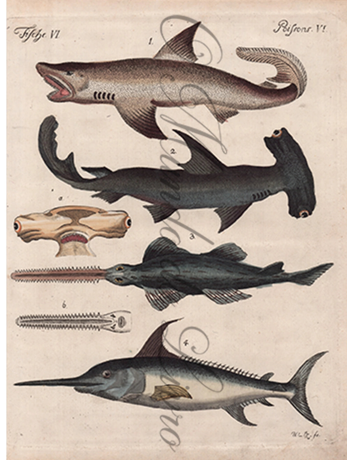 Gravura de Peixes e Marinhas - Grands Poissons | Friedrich Bertuch (1805)