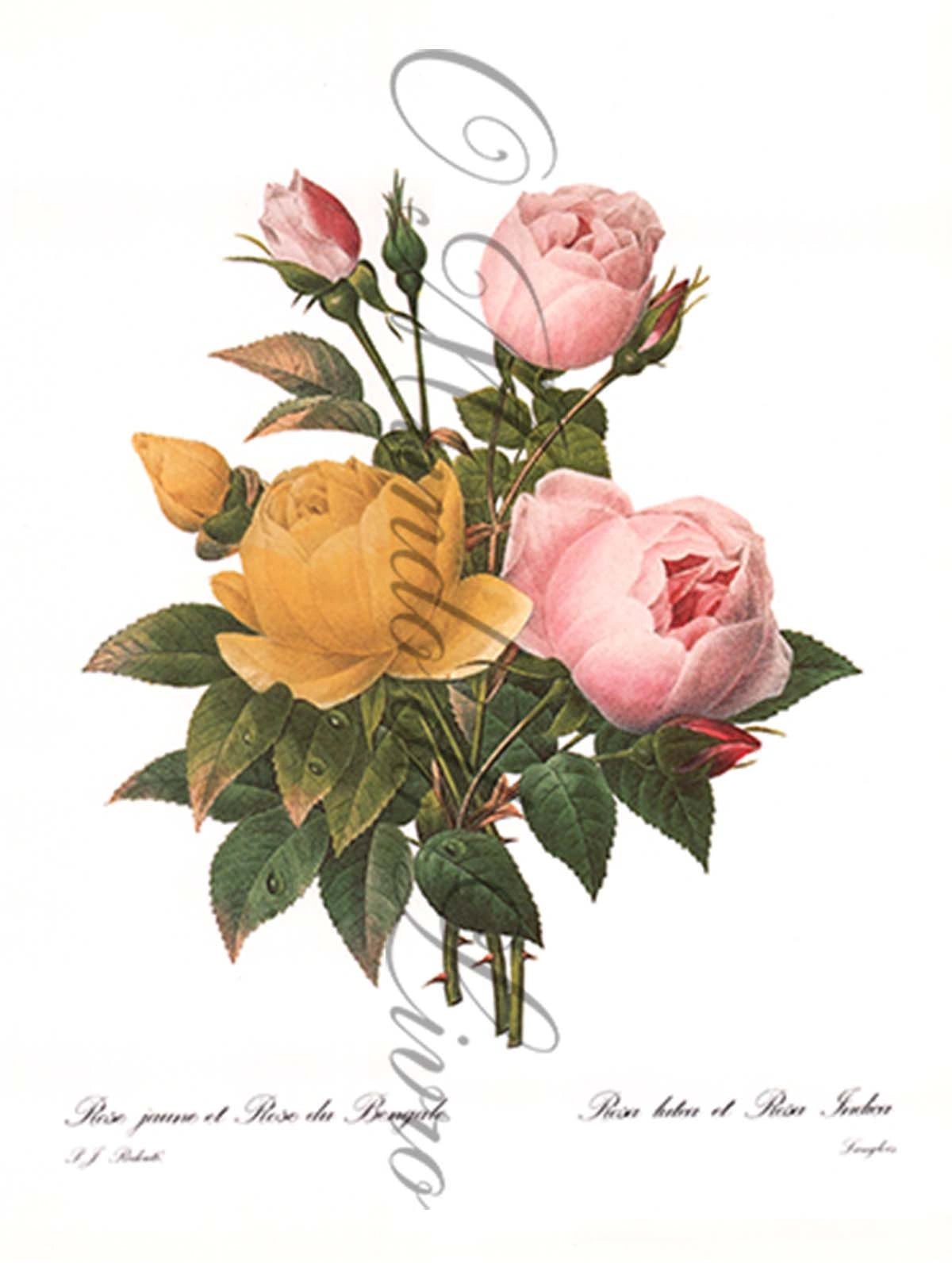 Reprodução de uma Gravura de Flores| Rosa Bengale | P. J Redouté