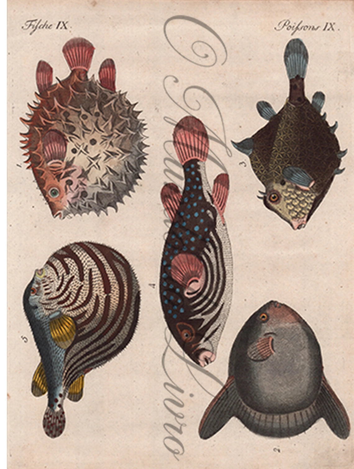Gravura de Peixes e Marinhas - Poissons de Formes Singulieres | Friedrich Bertuch (1805)