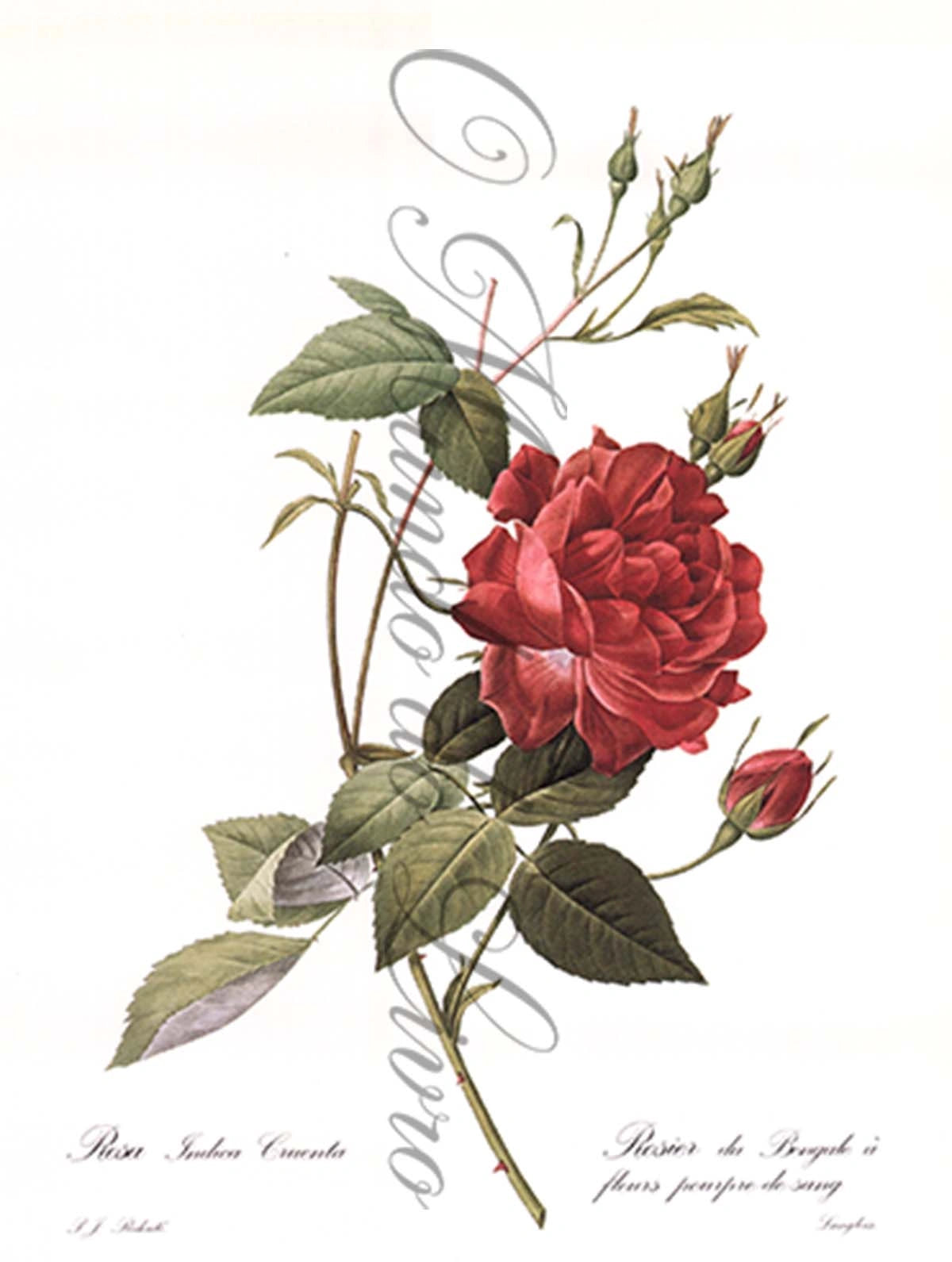 Reprodução de uma Gravura de Flores | Rosa Cruenta | P. J Redouté