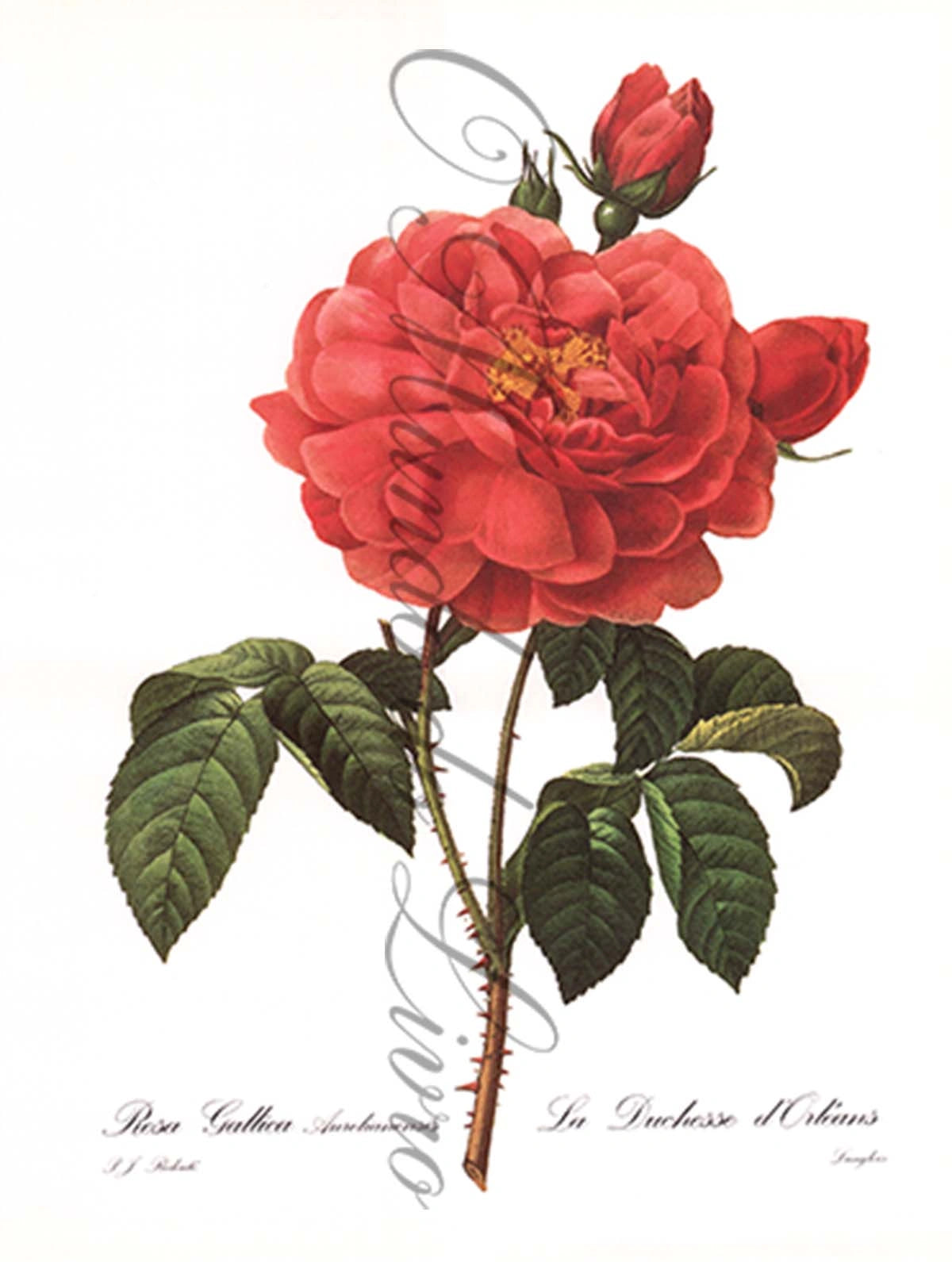 Reprodução de uma Gravura de Flores| Rosa Duchesse d'Orléans | P. J Redouté
