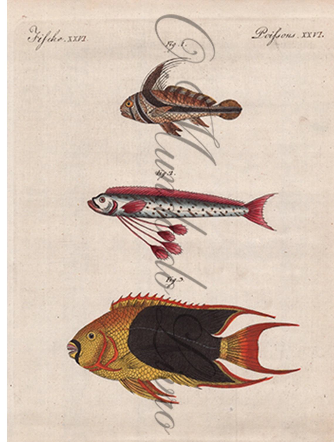 Gravura de Peixes e Marinhas - Poissons Remarquables | Friedrich Bertuch (1805)