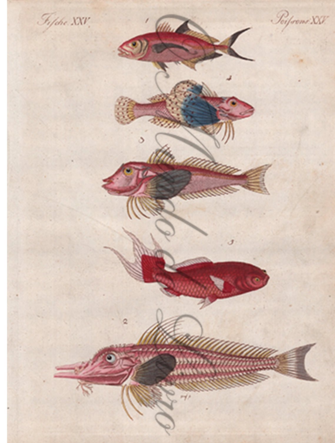 Gravura de Peixes e Marinhas - Poissons Rouge | Friedrich Bertuch (1805)
