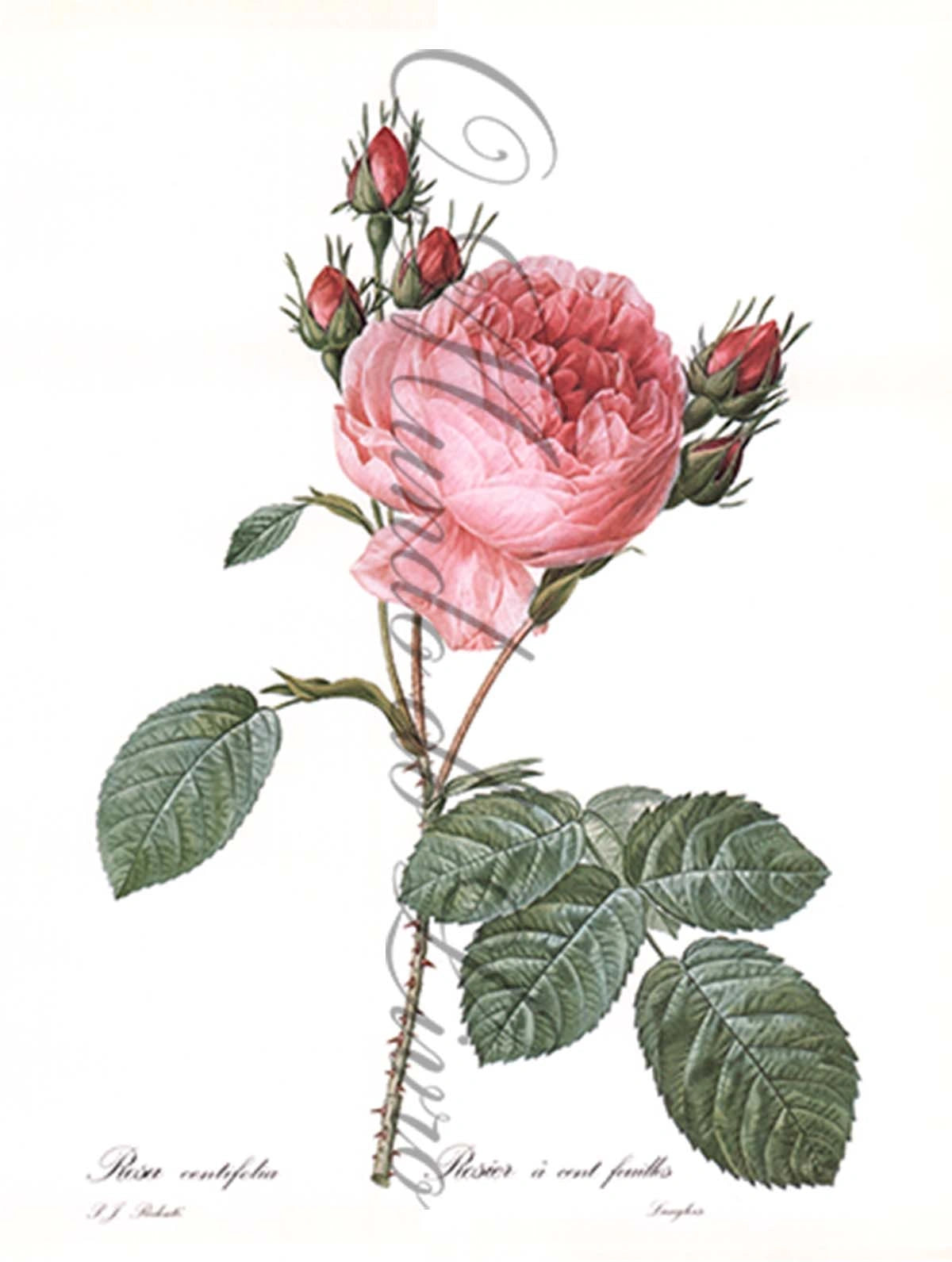 Reprodução de uma Gravura | Rosa Centifolia | P. J Redouté