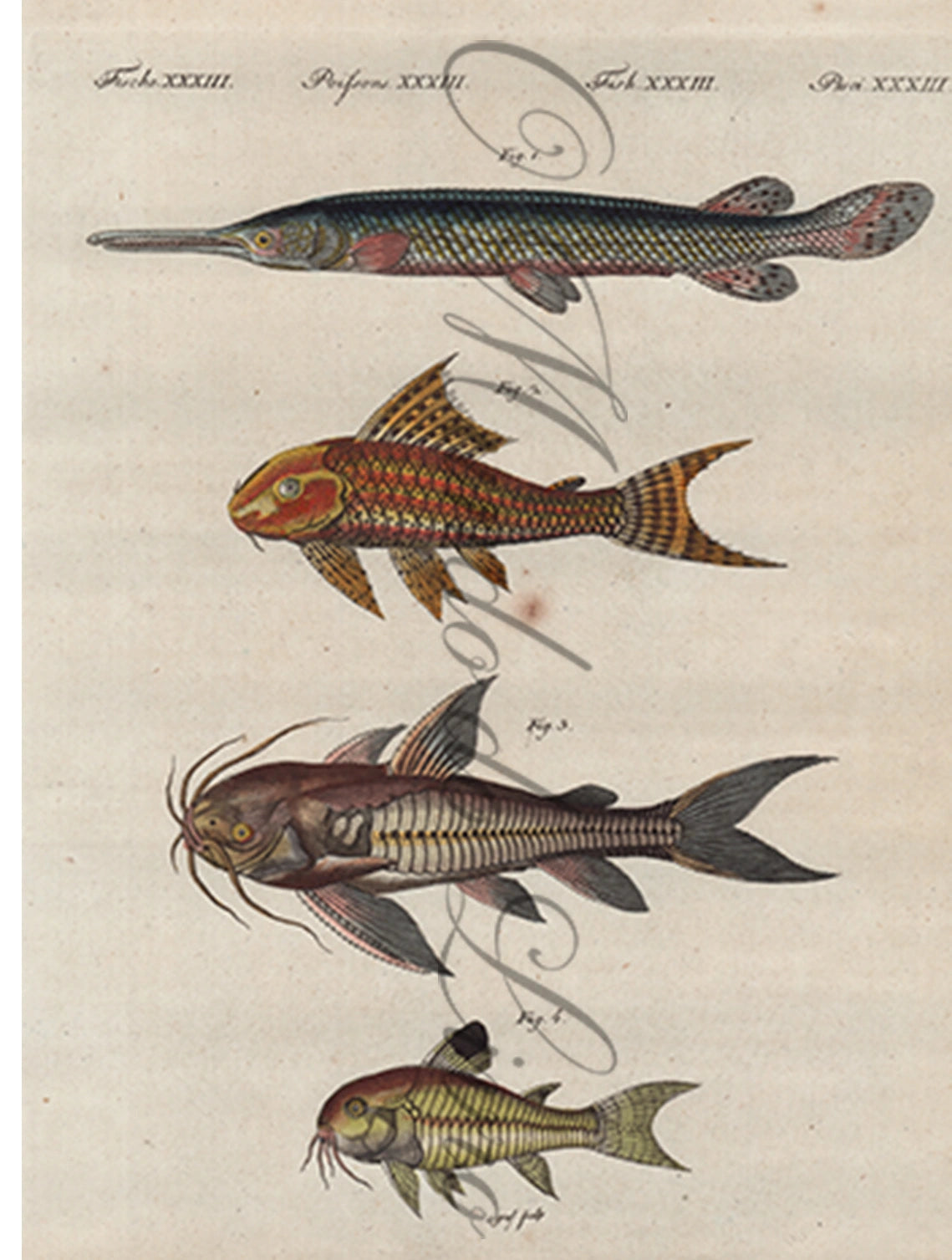Gravura de Peixes e Marinhas - Poissons Cuirassés | Friedrich Bertuch (1805)