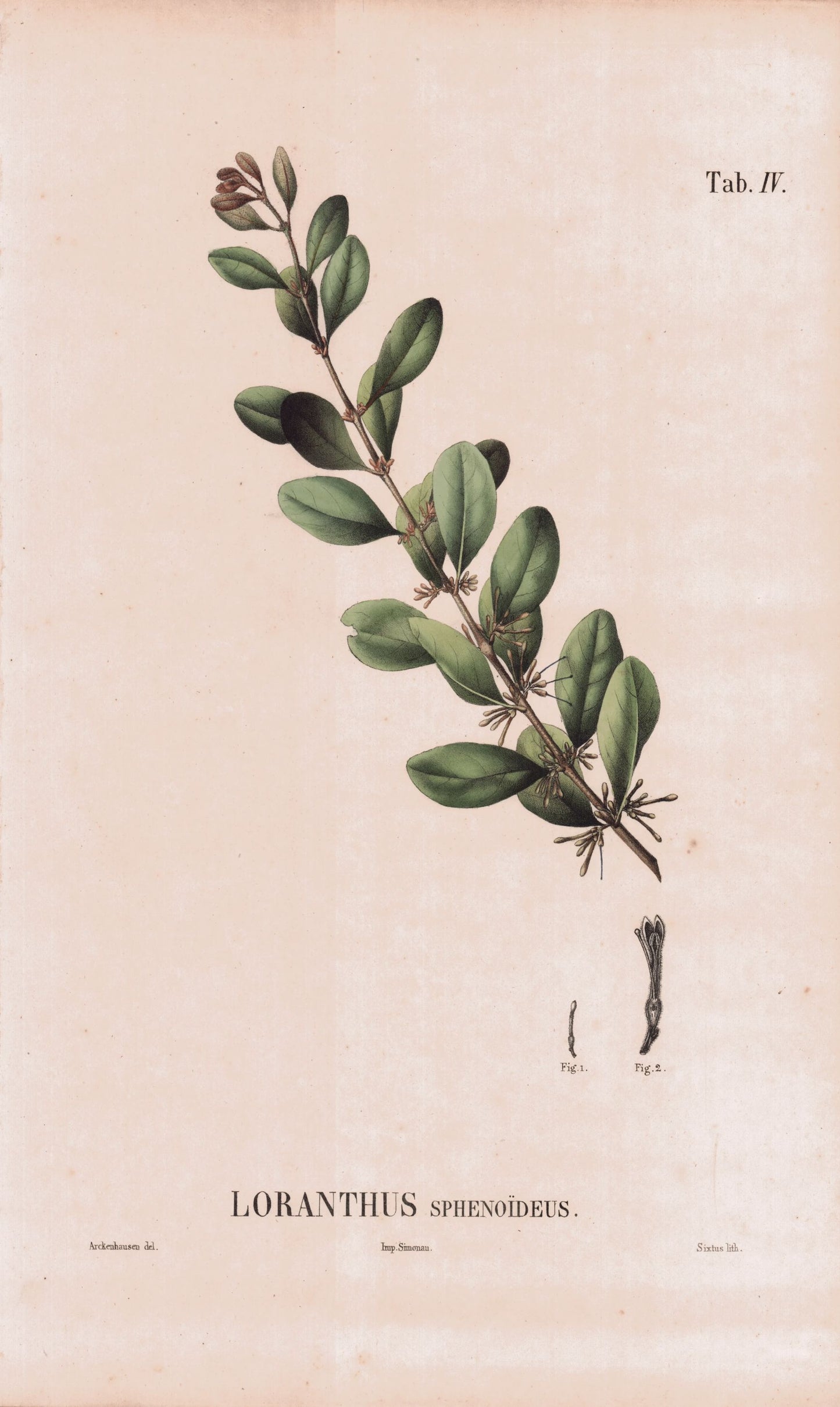 Coleção de gravuras- Plantas, Flores e Frutos IX