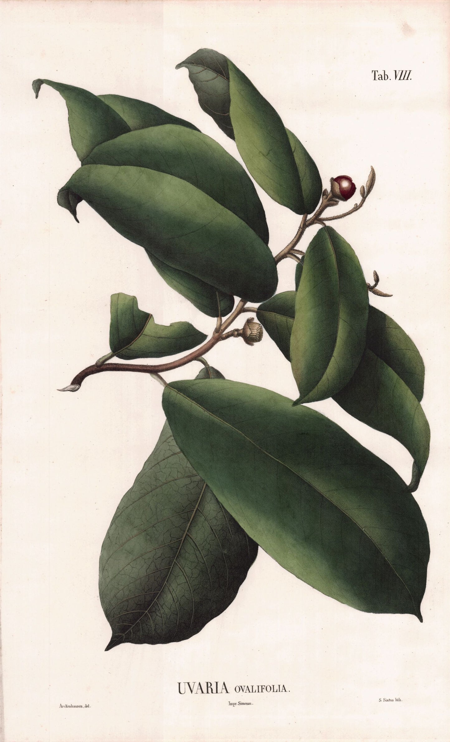 Coleção de gravuras- Plantas, Flores e Frutos VIII