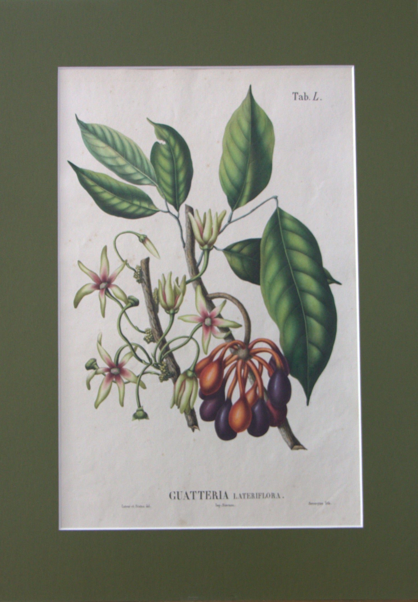 Coleção de gravuras- Plantas, Flores e Frutos IV
