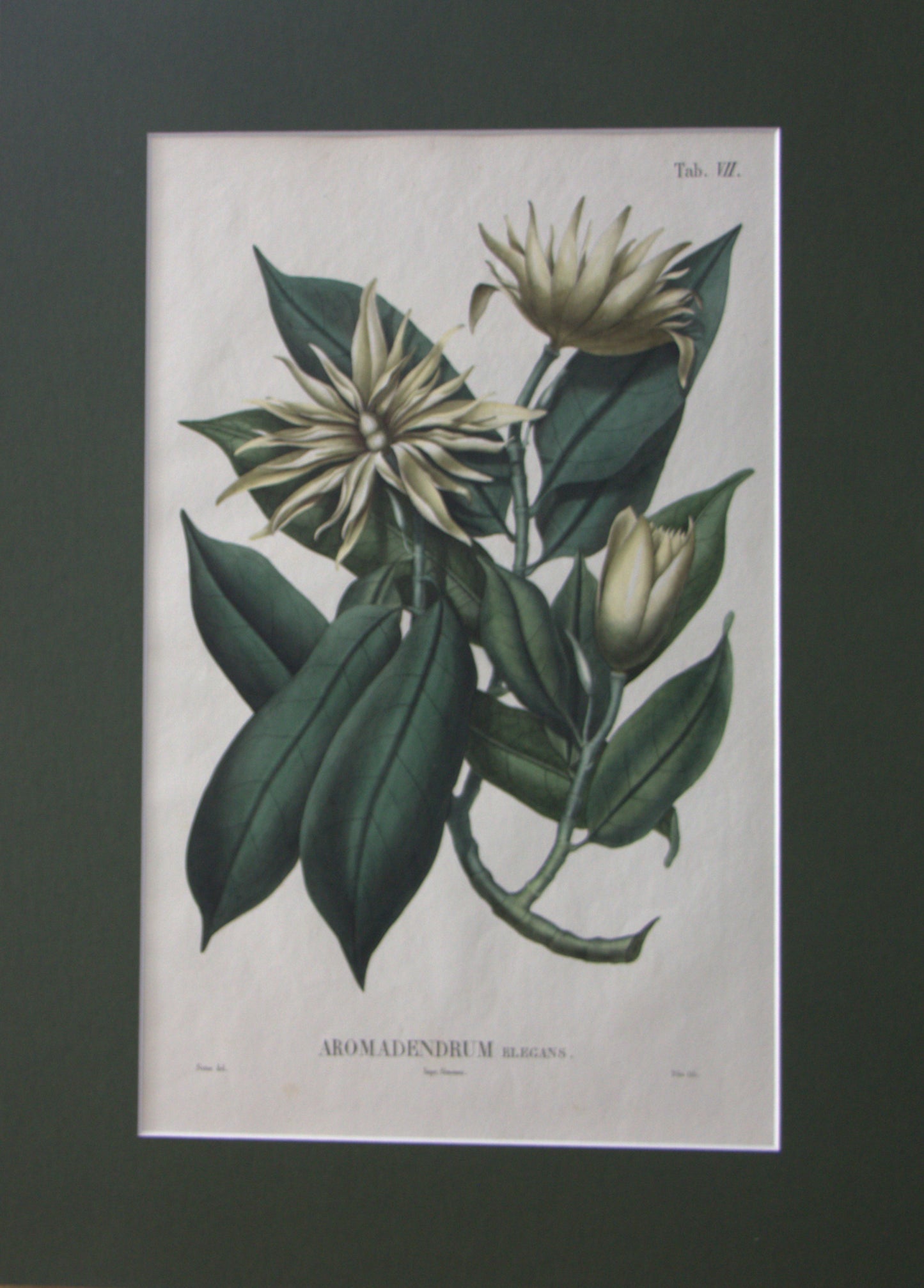 Coleção de gravuras- Plantas, Flores e Frutos II