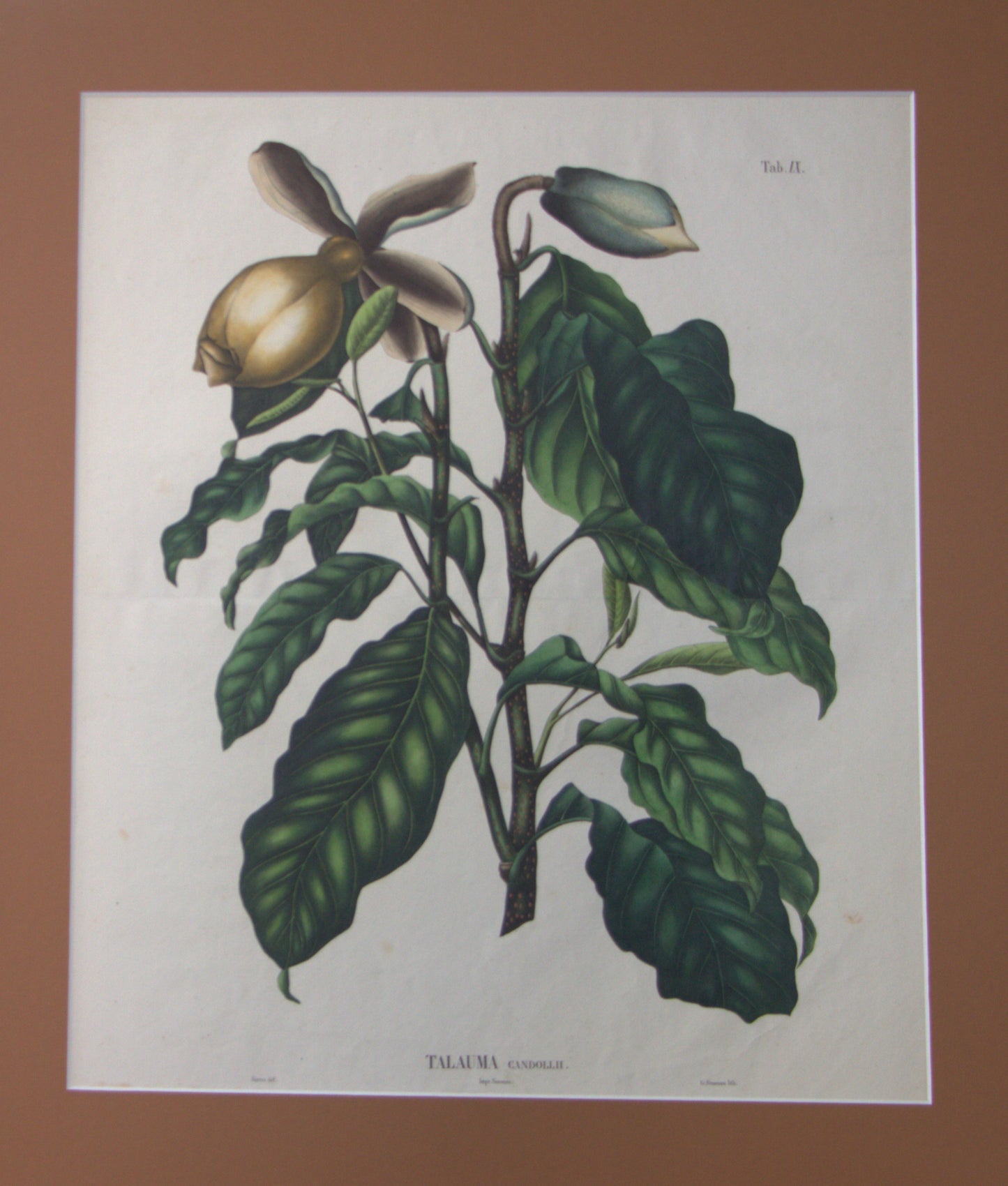 Coleção de gravuras- Plantas, Flores e Frutos I