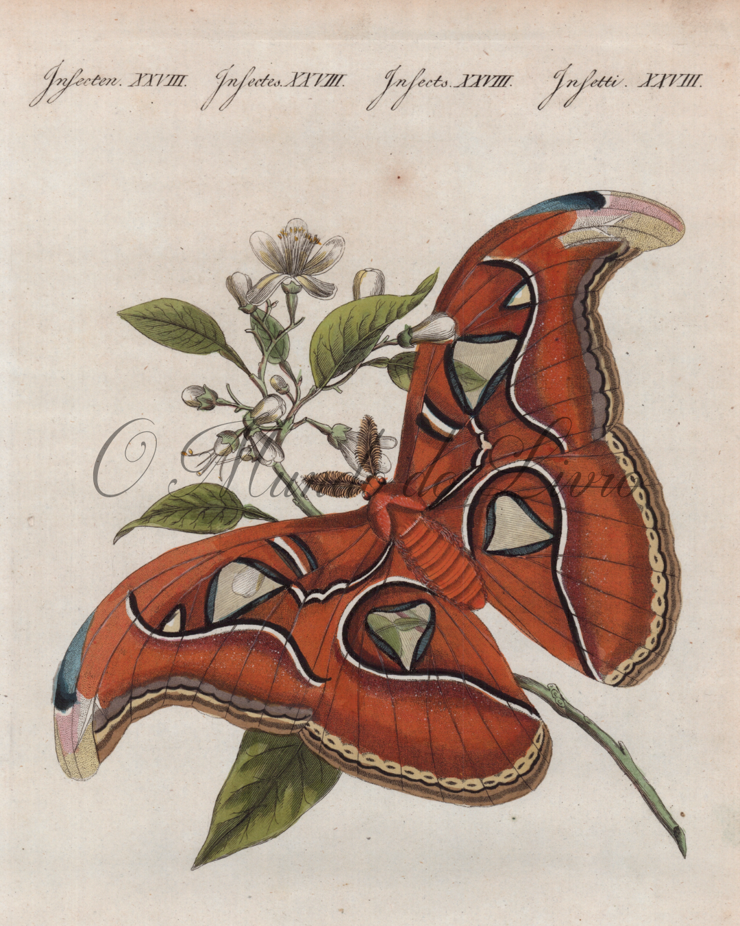 Papillons de la Chine