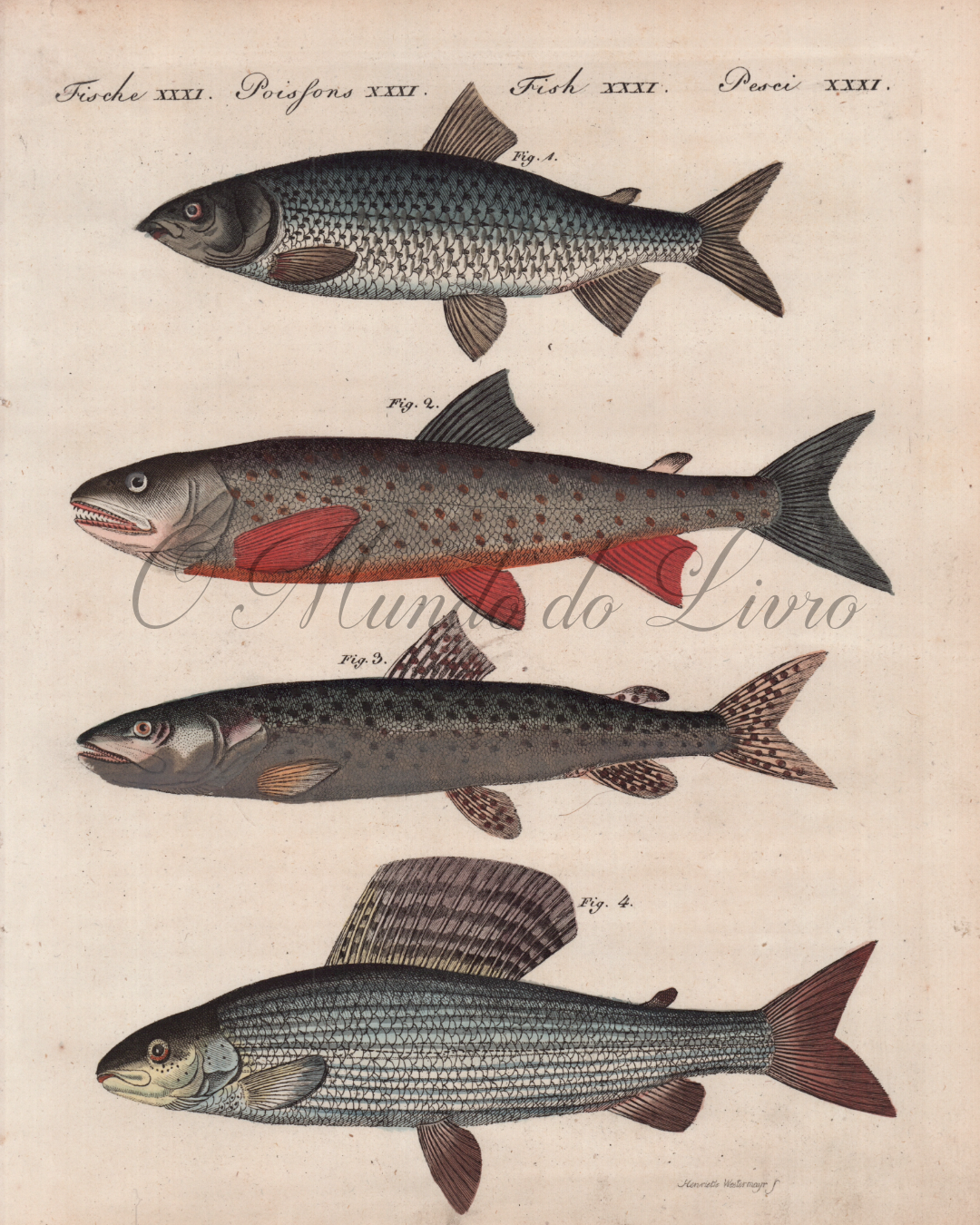 Poissons Fluviatiles de L'Allemagne