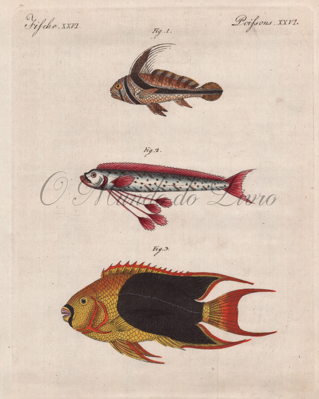Poissons Remarquables