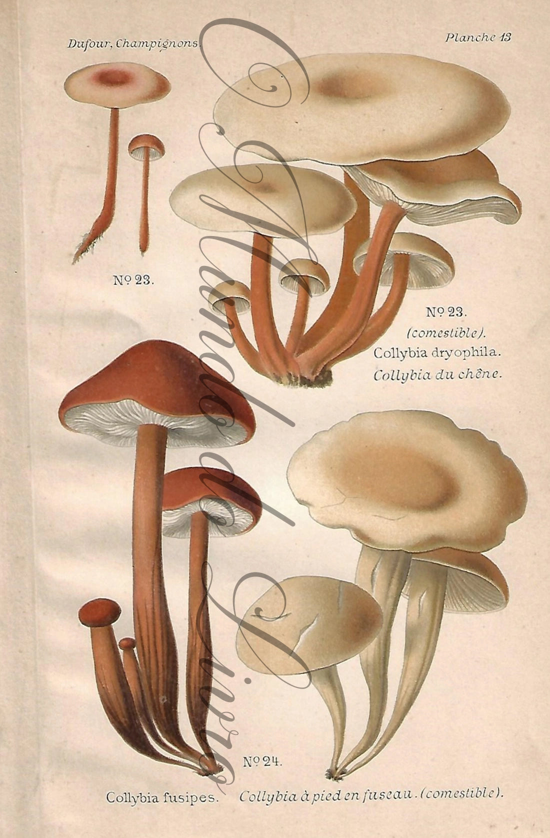 Gravura de Cogumelo - Prancha 13 | Dufour, Léon (1891)