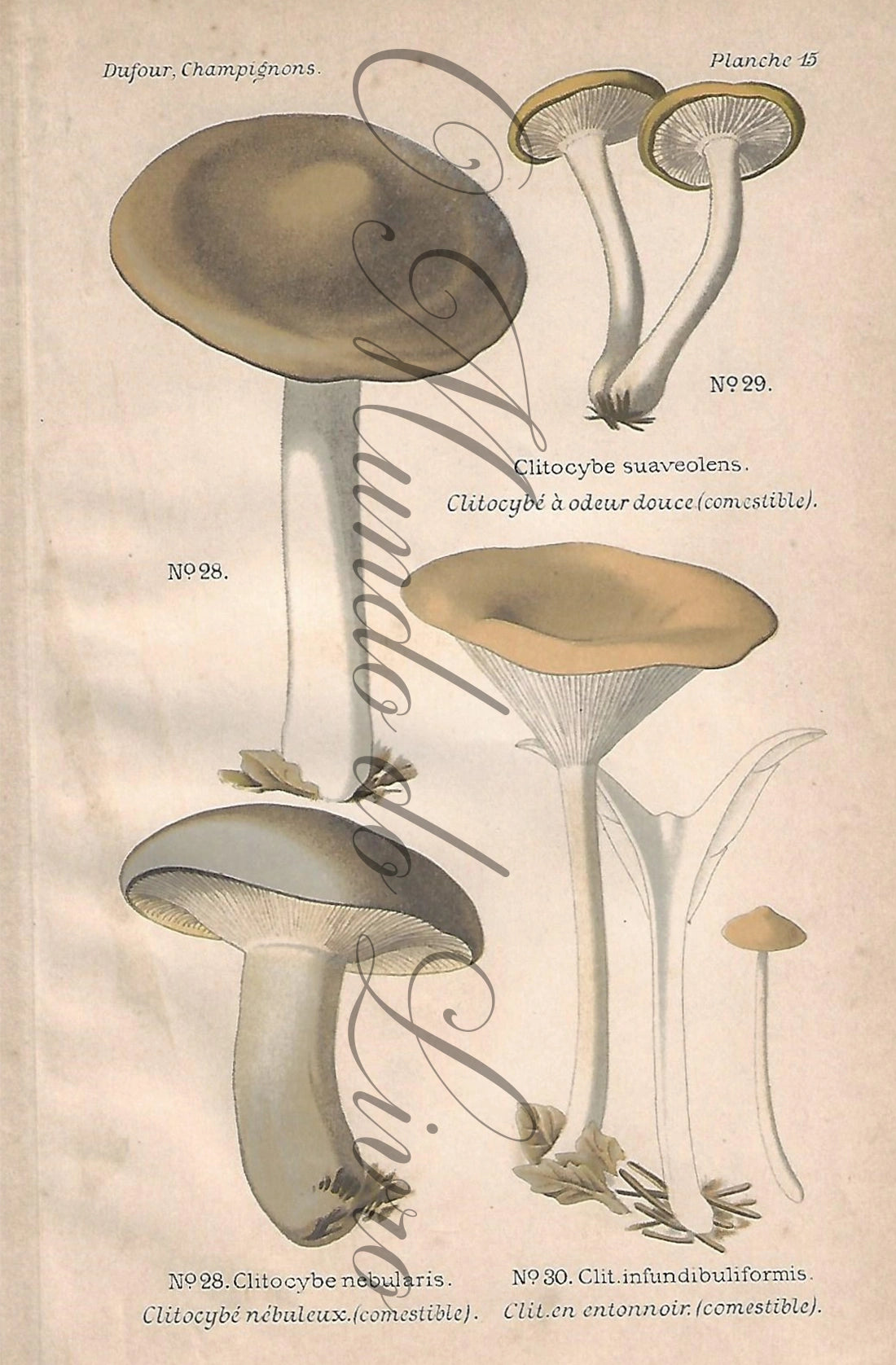 Gravura de Cogumelo - Prancha 15 | Dufour, Léon (1891)
