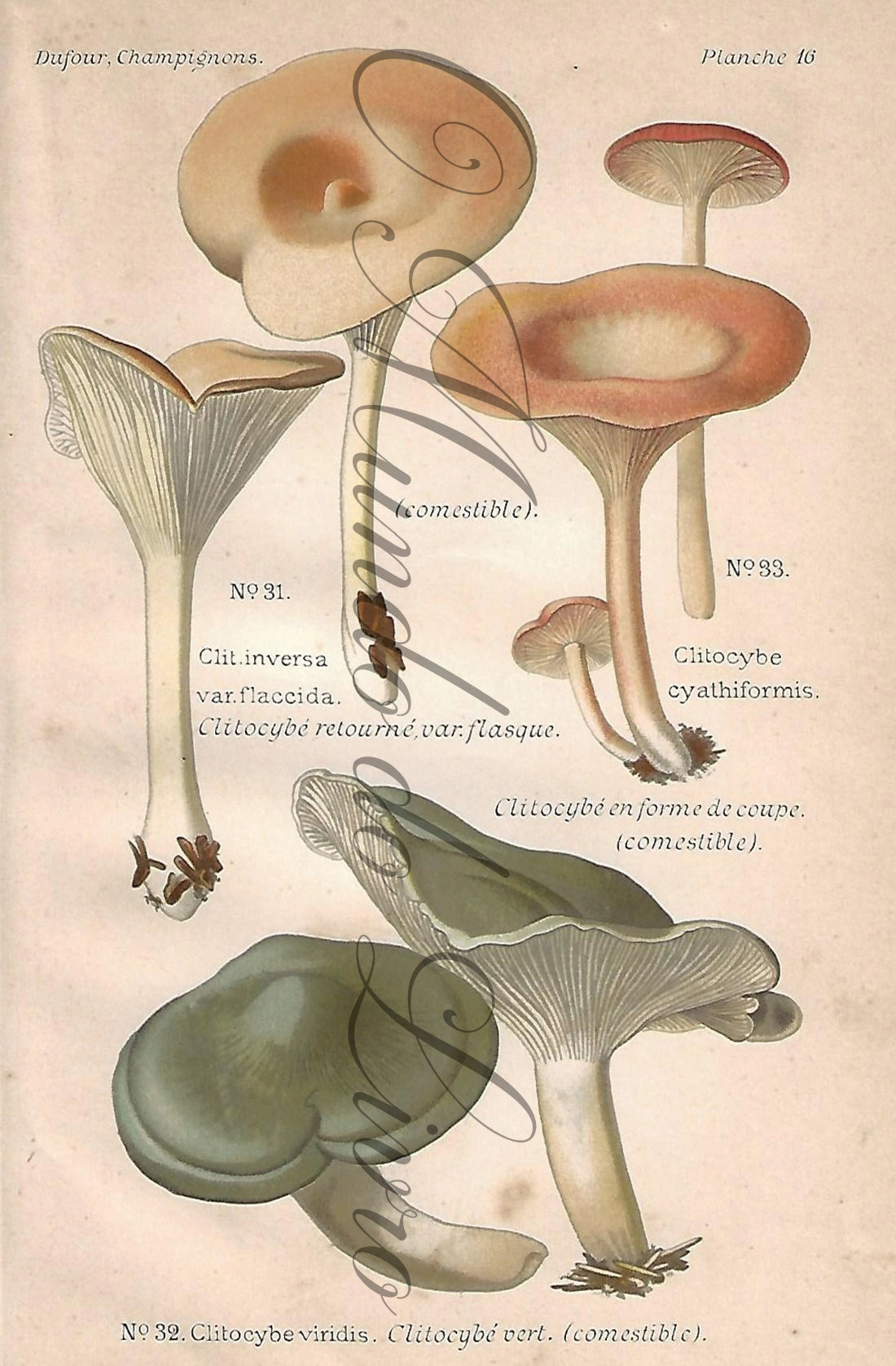 Gravura de Cogumelo - Prancha 16 | Dufour, Léon (1891)