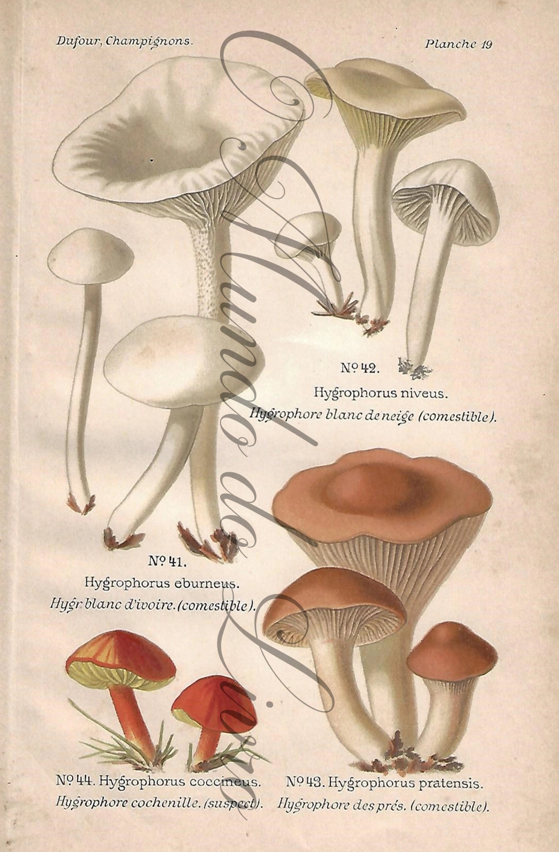 Gravura de Cogumelo - Prancha 19 | Dufour, Léon (1891)