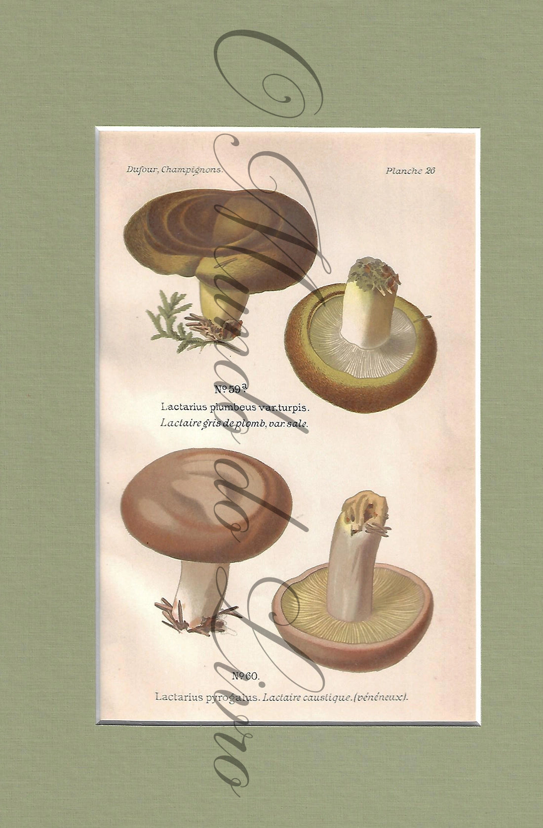 Gravura de Cogumelo - Prancha 26 | Dufour, Léon (1891) (Cópia)