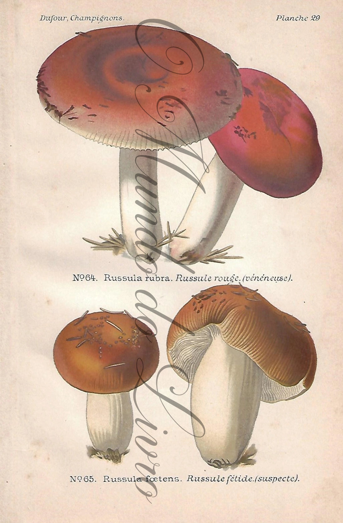 Gravura de Cogumelo - Prancha 29 | Dufour, Léon (1891)