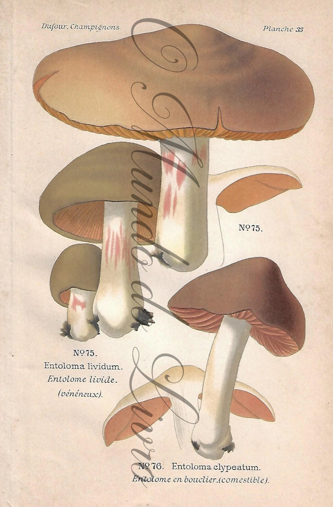 Gravura de Cogumelo - Prancha 33 | Dufour, Léon (1891)