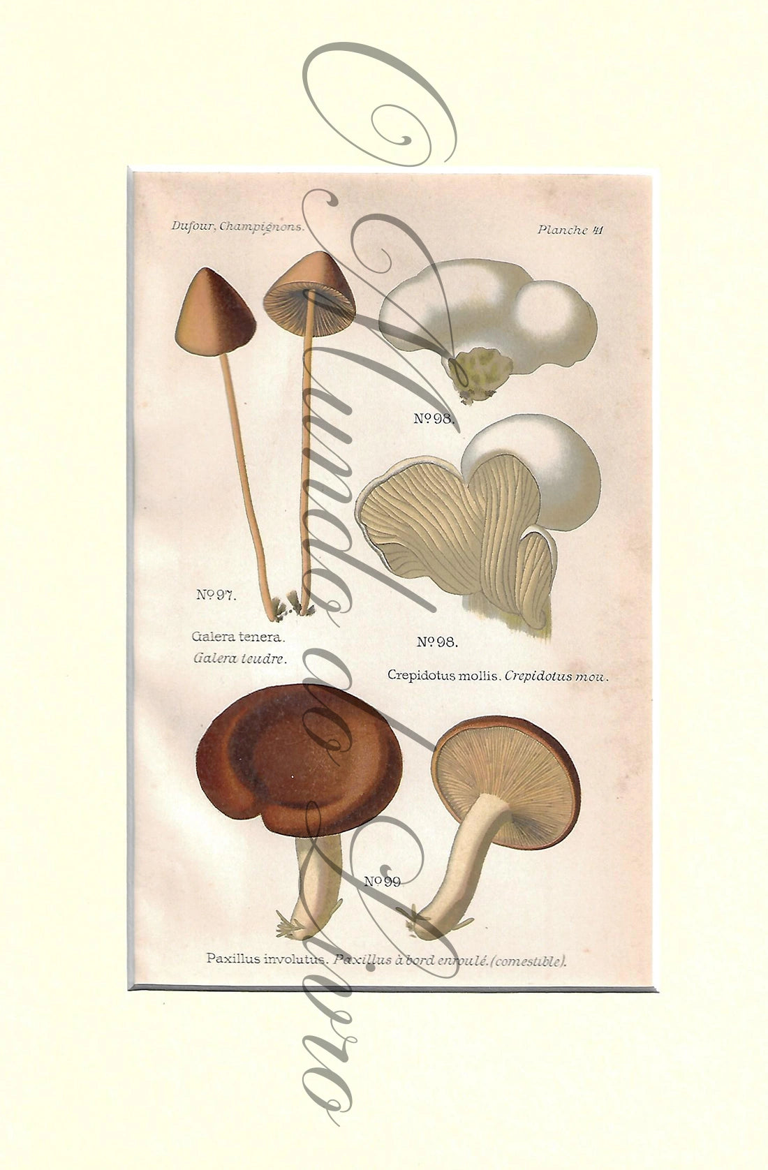 Gravura de Cogumelo - Prancha 41 | Dufour, Léon (1891)