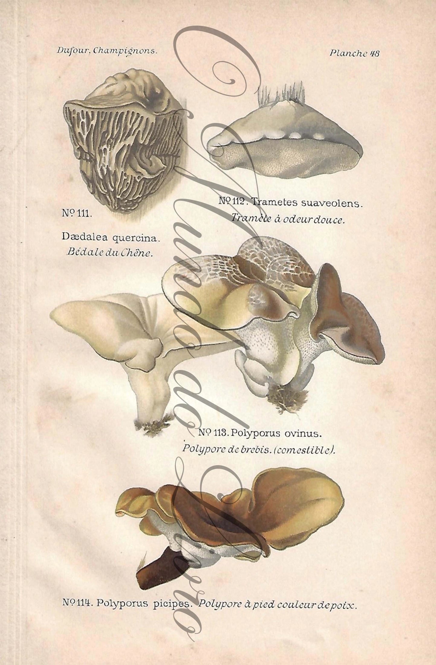 Gravura de Cogumelo - Prancha 48 | Dufour, Léon (1891)