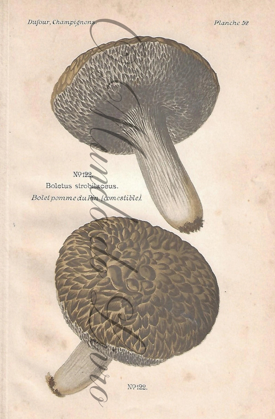 Gravura de Cogumelo - Prancha 52 | Dufour, Léon (1891)