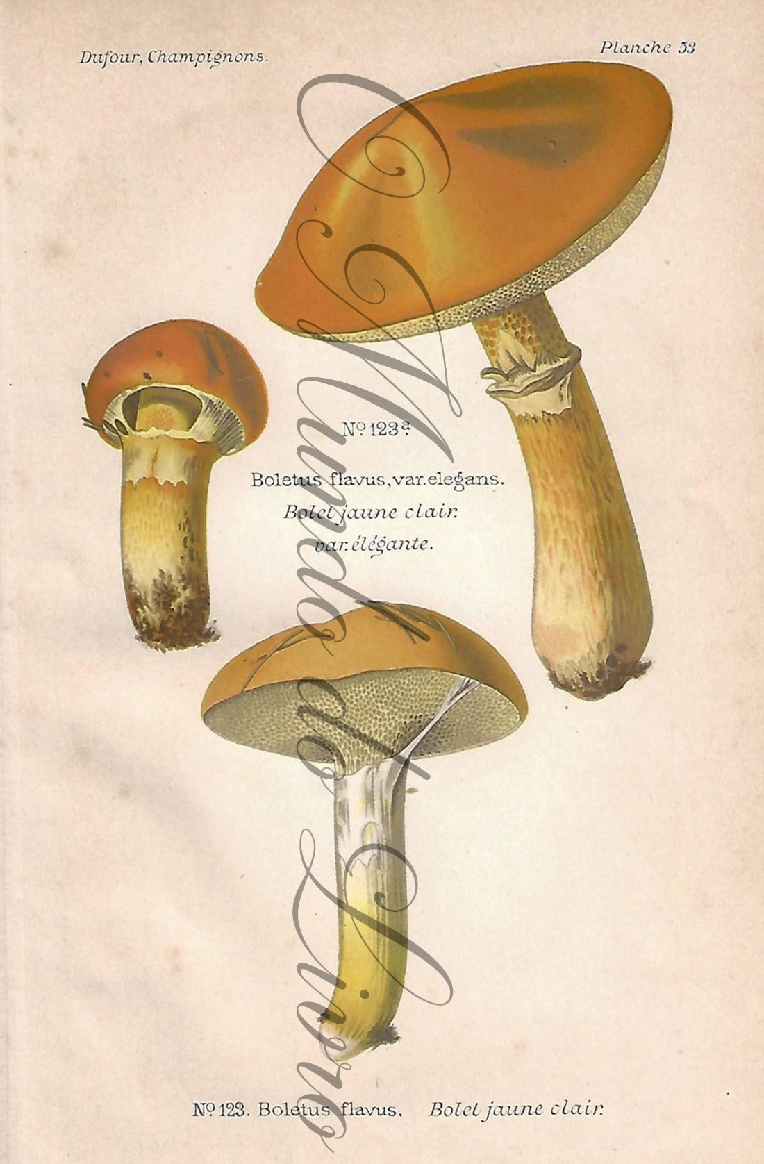 Mushroom Engraving - Plate 53 | Dufour, Léon (1891)