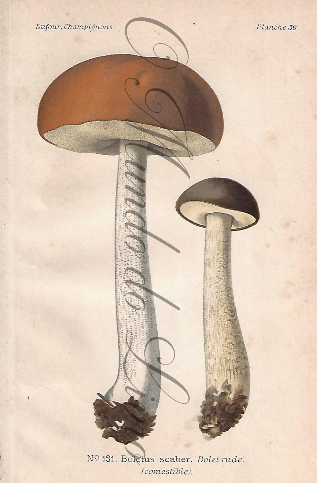 Mushroom Engraving - Plate 59 | Dufour, Léon (1891)