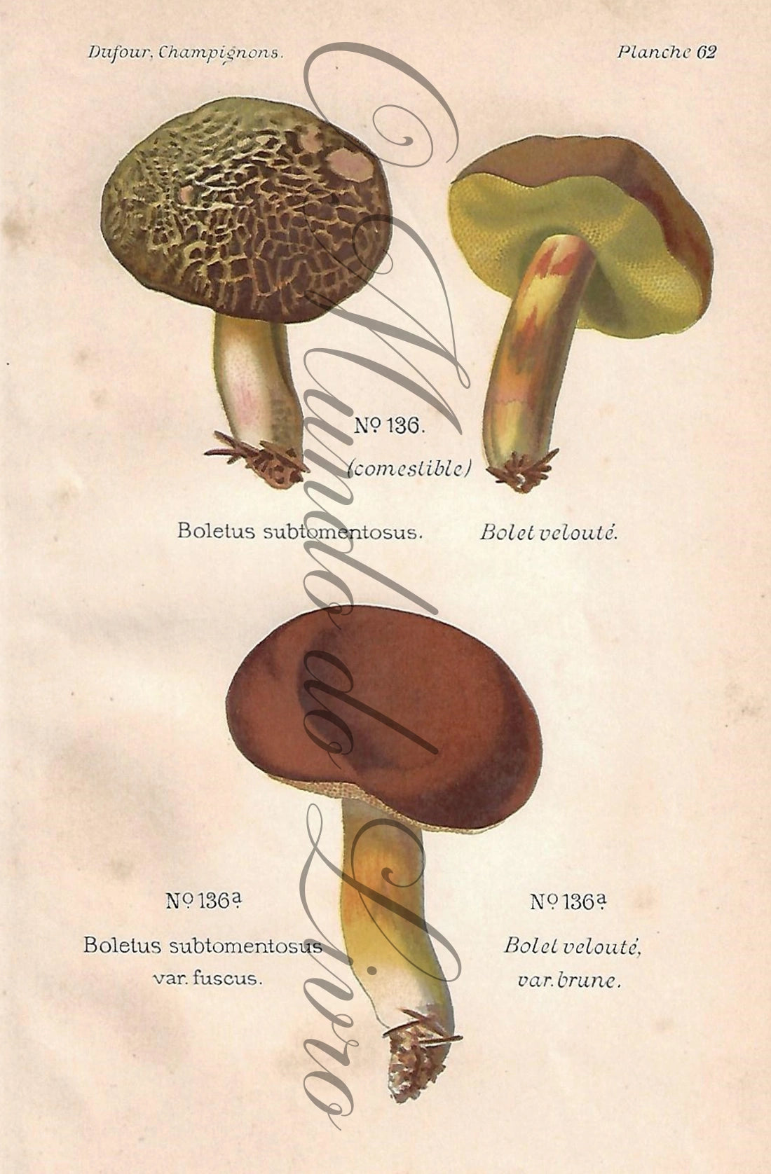 Gravura de Cogumelo - Prancha 62 | Dufour, Léon (1891)