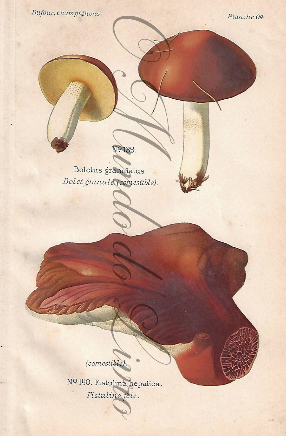 Gravura de Cogumelo - Prancha 64 | Dufour, Léon (1891)
