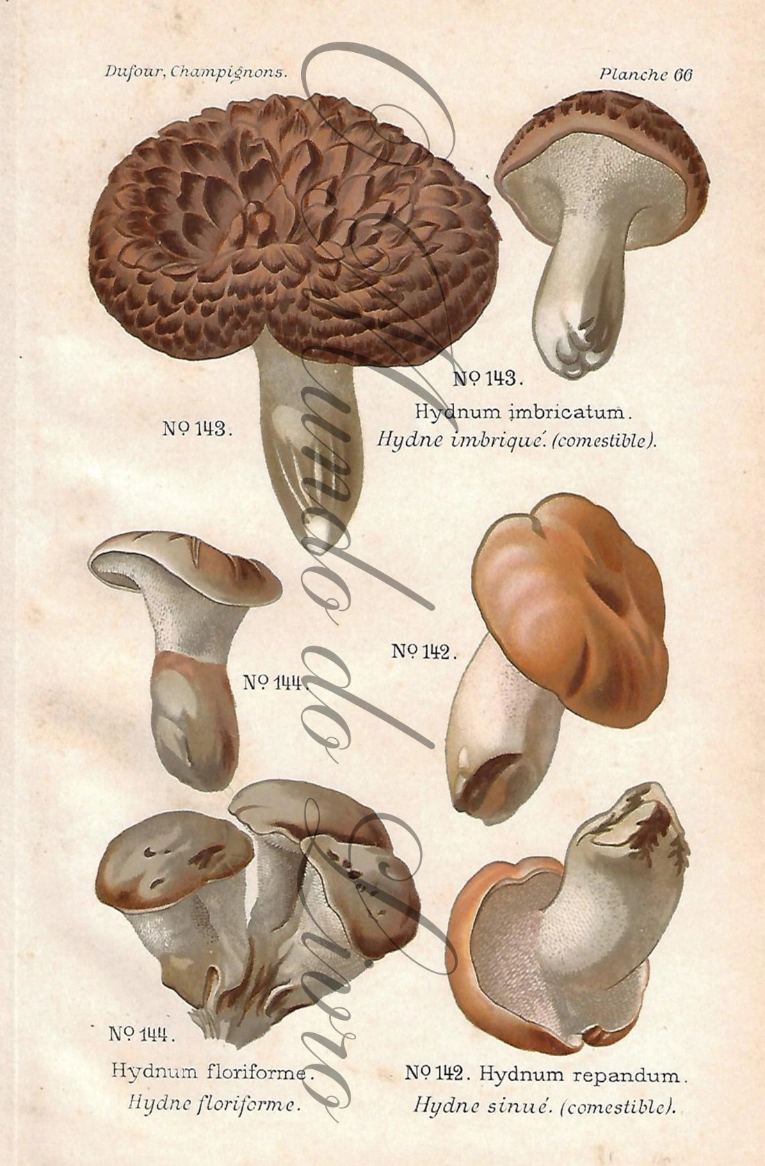 Gravura de Cogumelo - Prancha 66 | Dufour, Léon (1891)