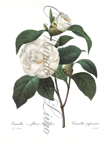 Reprodução de uma Gravura de Flores | Camélia Japonica Blanche | P. J Redouté