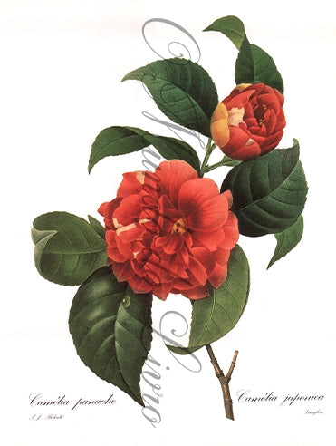 Reprodução de uma Gravura de Flores | Camélia Japonica | P. J Redouté