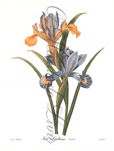 Reprodução de uma Gravura de Flores | Iris | P. J Redouté