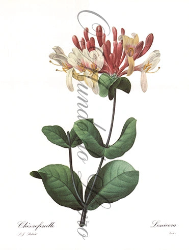 Reprodução de uma Gravura de Flores | Lonicera | P. J Redouté
