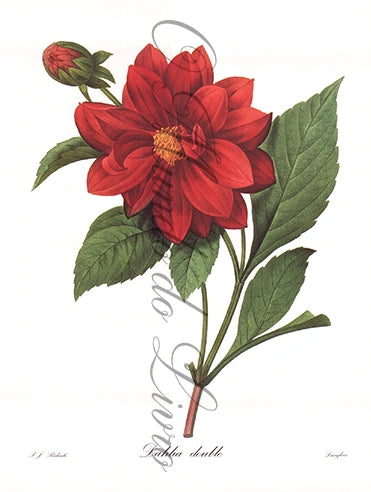 Reprodução de uma Gravura de Flores | Dahlia | P. J Redouté
